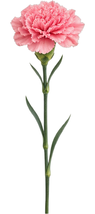 Pink Carnation