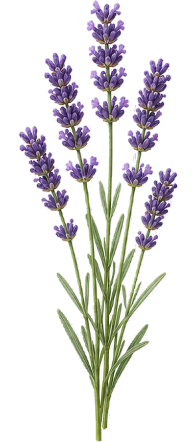 Lavender Sprigs