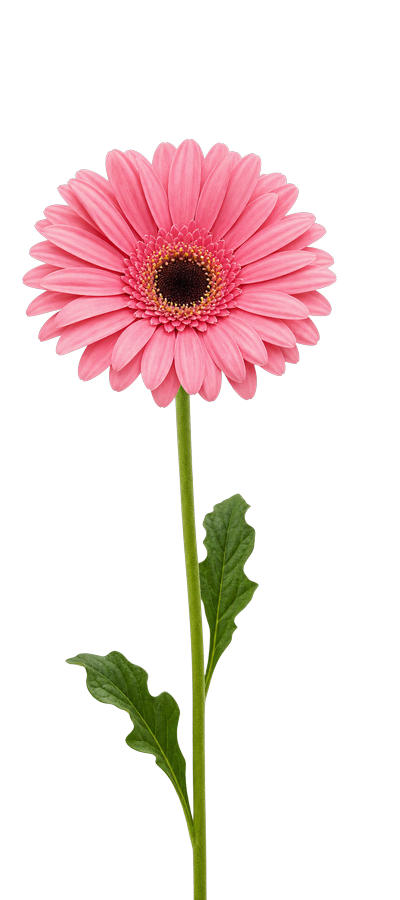 Pink Gerbera