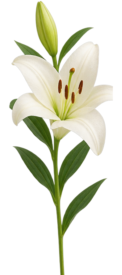White Lily