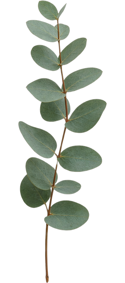 Eucalyptus