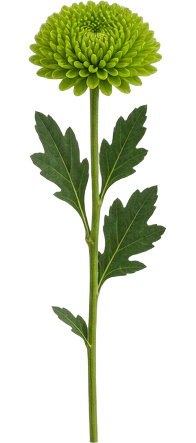 Green Pom