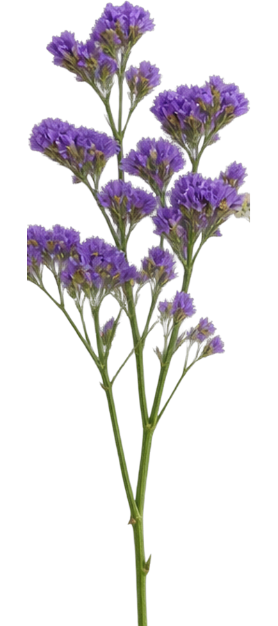 Purple Statice