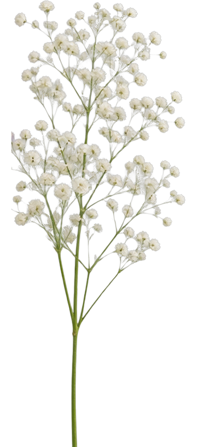 Baby's Breath