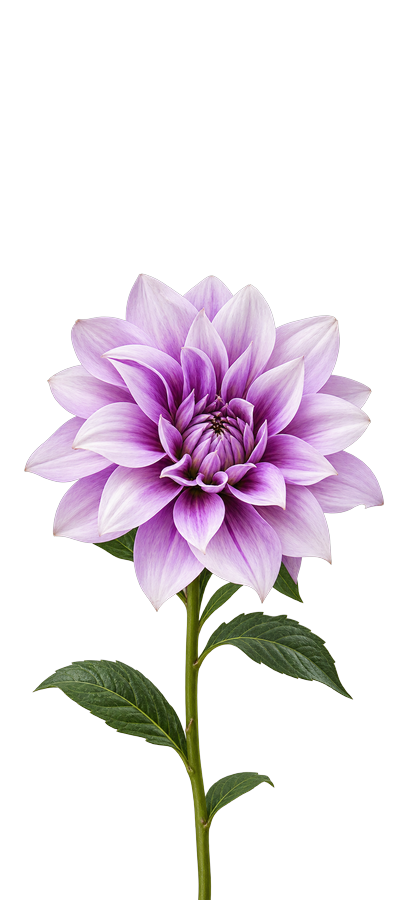 Purple Dahlia